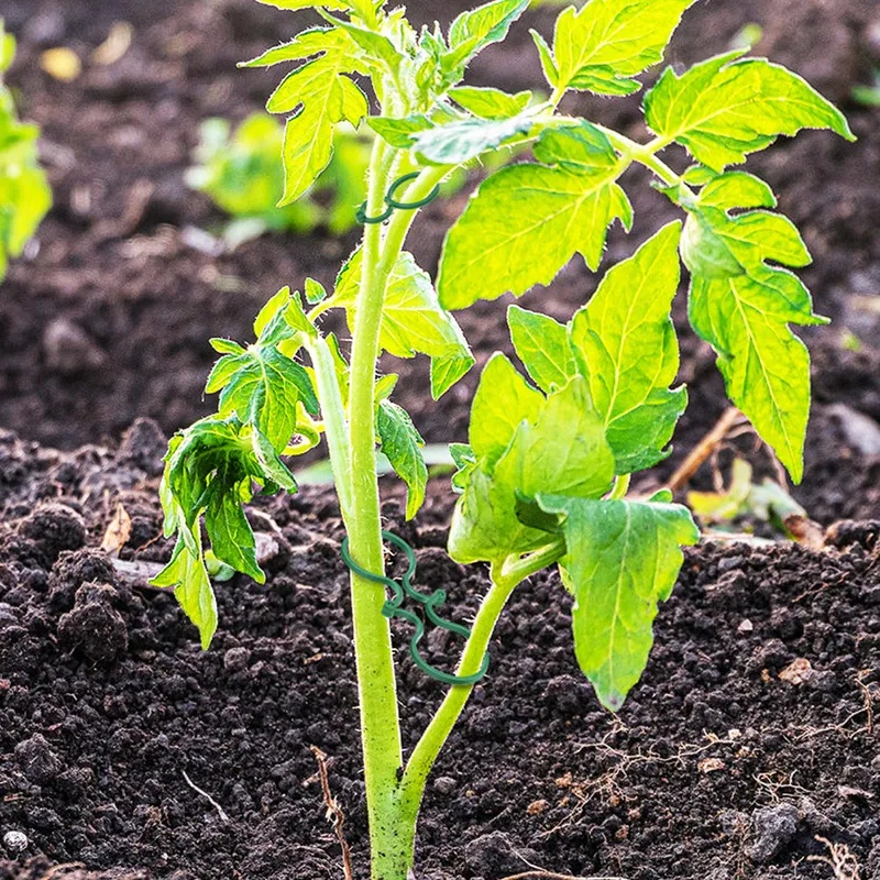 50-400 stuks plantensteunclips - Vine Climbing Plastic recensie en prijs