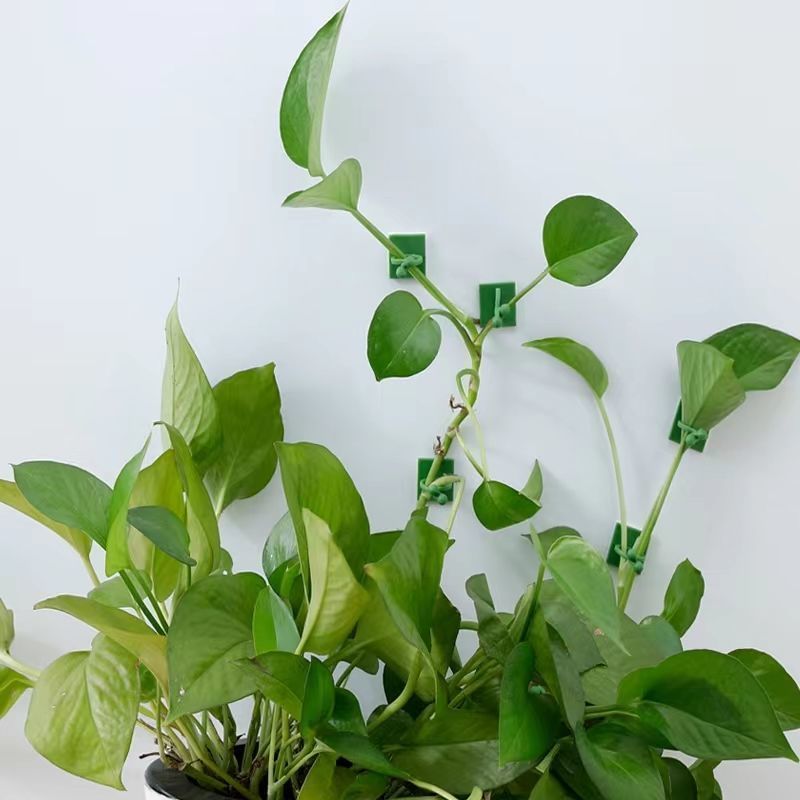 Zelfklevende klimplantenbevest - Vine Climbing Plastic recensie en prijs