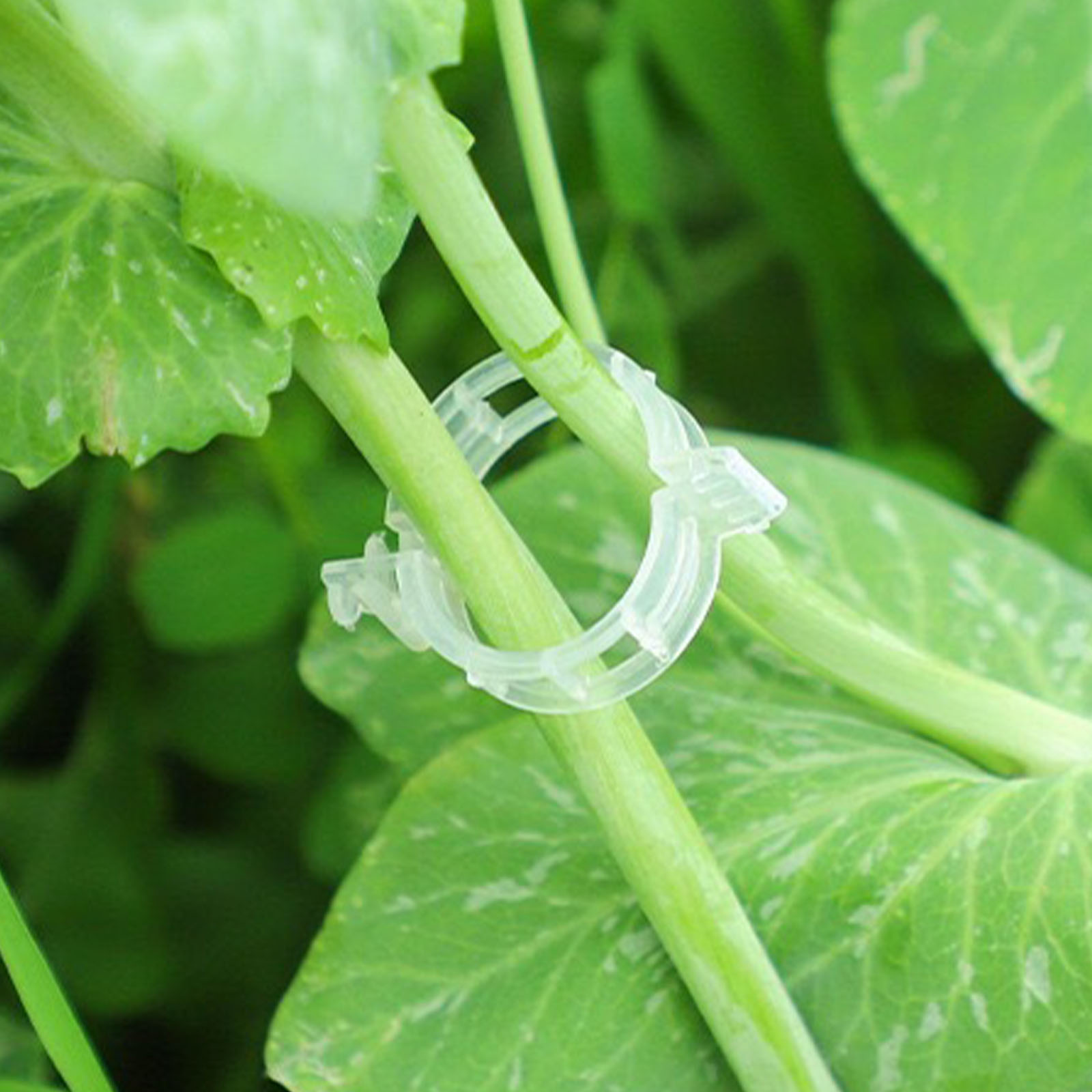 Gevormde plastic plantenklem v - Vine Climbing Plastic recensie en prijs